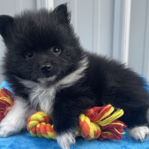 Pomeranian Puppy Sammie