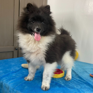 Pomeranian Puppy Sammie
