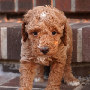 Poodle Puppy Matty