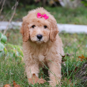 Goldendoodle Puppy Alexis