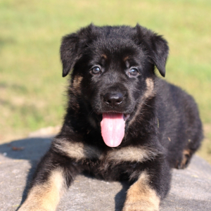 German Shepherd Dog Puppy Aria