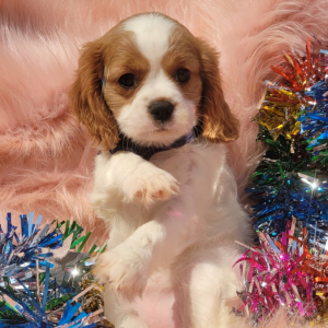 Cavalier King Charles Spaniel Puppy Mila