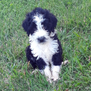 Portuguese Water Dog Puppy Finley
