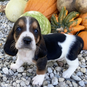 Basset Hound Puppy Radley