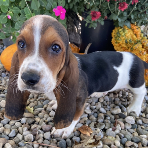 Basset Hound Puppy Radley
