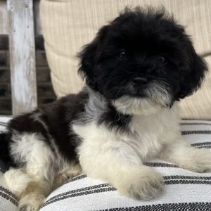 Shihpoo Puppy Freddie