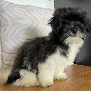 Shihpoo Puppy Freddie
