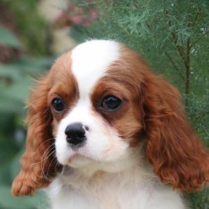 Cavalier King Charles Spaniel Puppy Sasha