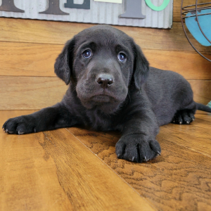 Labrador Retriever Puppy Max