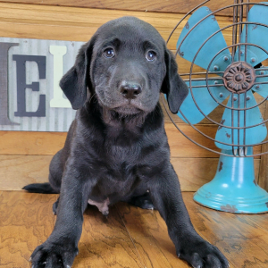 Labrador Retriever Puppy Max
