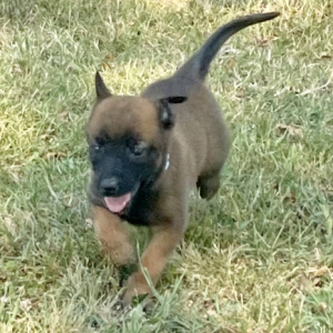 Belgian Malinois Puppy Glory