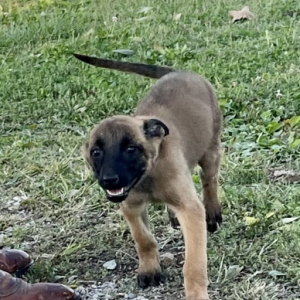 Belgian Malinois Puppy Glory