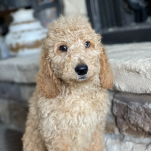 Labradoodle Puppy Amos