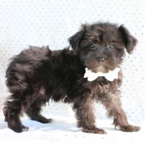 Yorkiepoo Puppy Midnight
