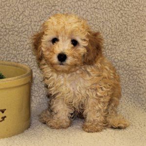 Poodle Puppy Tommy