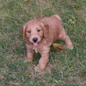 Goldendoodle Puppy Bobbi