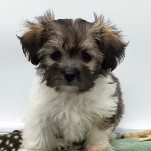 Havanese Puppy Leena