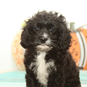 Cavapoo Puppy Ace