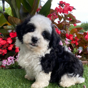 Havanese Puppy Hope