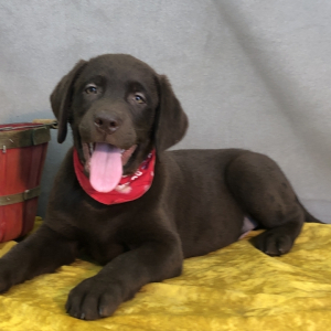 Labrador Retriever Puppy Mikie