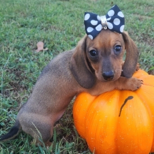 Dachshund Puppy Mulan