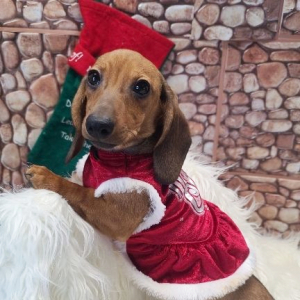 Dachshund Puppy Mulan