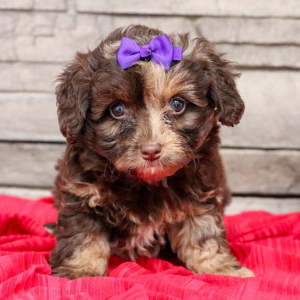Bernedoodle Puppy Tara