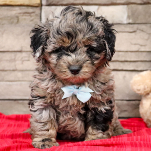 Bernedoodle Puppy Ollie