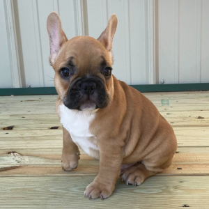 French Bulldog Puppy Hanson