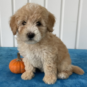 Labradoodle Puppy Bentley