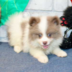 Pomeranian Puppy Daphne