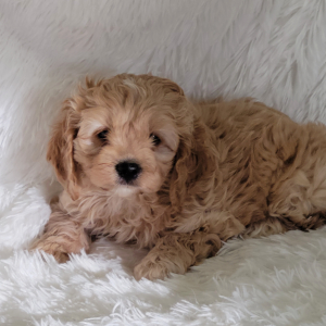 Cockapoo Puppy Alan