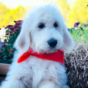 Goldendoodle Puppy Dom