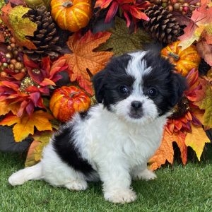 Shichon Puppy Clover