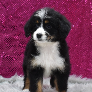 Bernedoodle Puppy Gaia