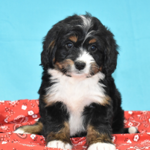 Bernedoodle Puppy Goose