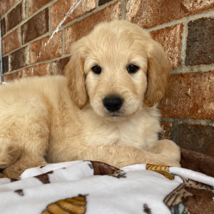 Goldendoodle Puppy Chester