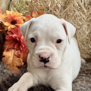 Boxer Puppy Casper