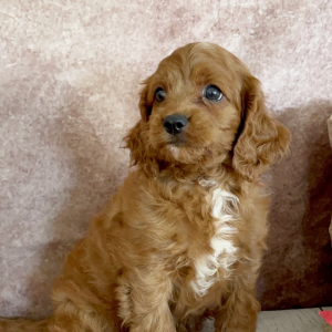 Cavapoo Puppy Bennie