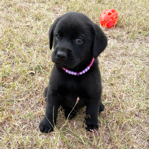 Labrador Retriever Puppy Maya