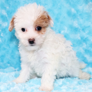 Maltipoo Puppy Reba