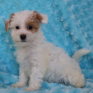 Maltipoo Puppy Reba