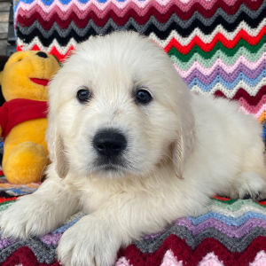 Golden Retriever Puppy Derek