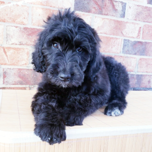 Goldendoodle Puppy Charli
