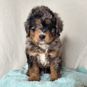 Bernedoodle Puppy Cane