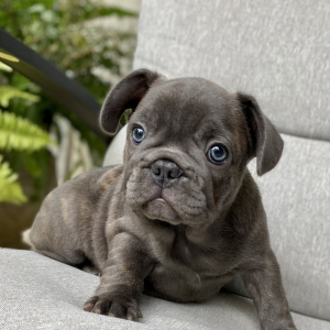 French Bulldog Puppy Boomer