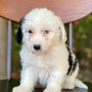 Sheepadoodle Puppy Pearl