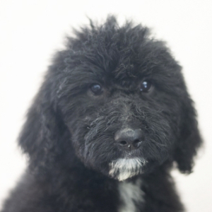 Goldendoodle Puppy Salome