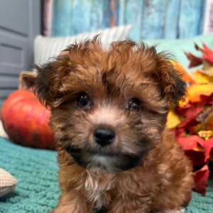 Yorkiepoo Puppy Lily