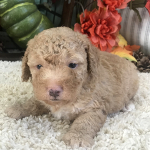 Aussiedoodle Puppy Teddy